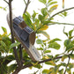 GOSTO SIESTA - Grey